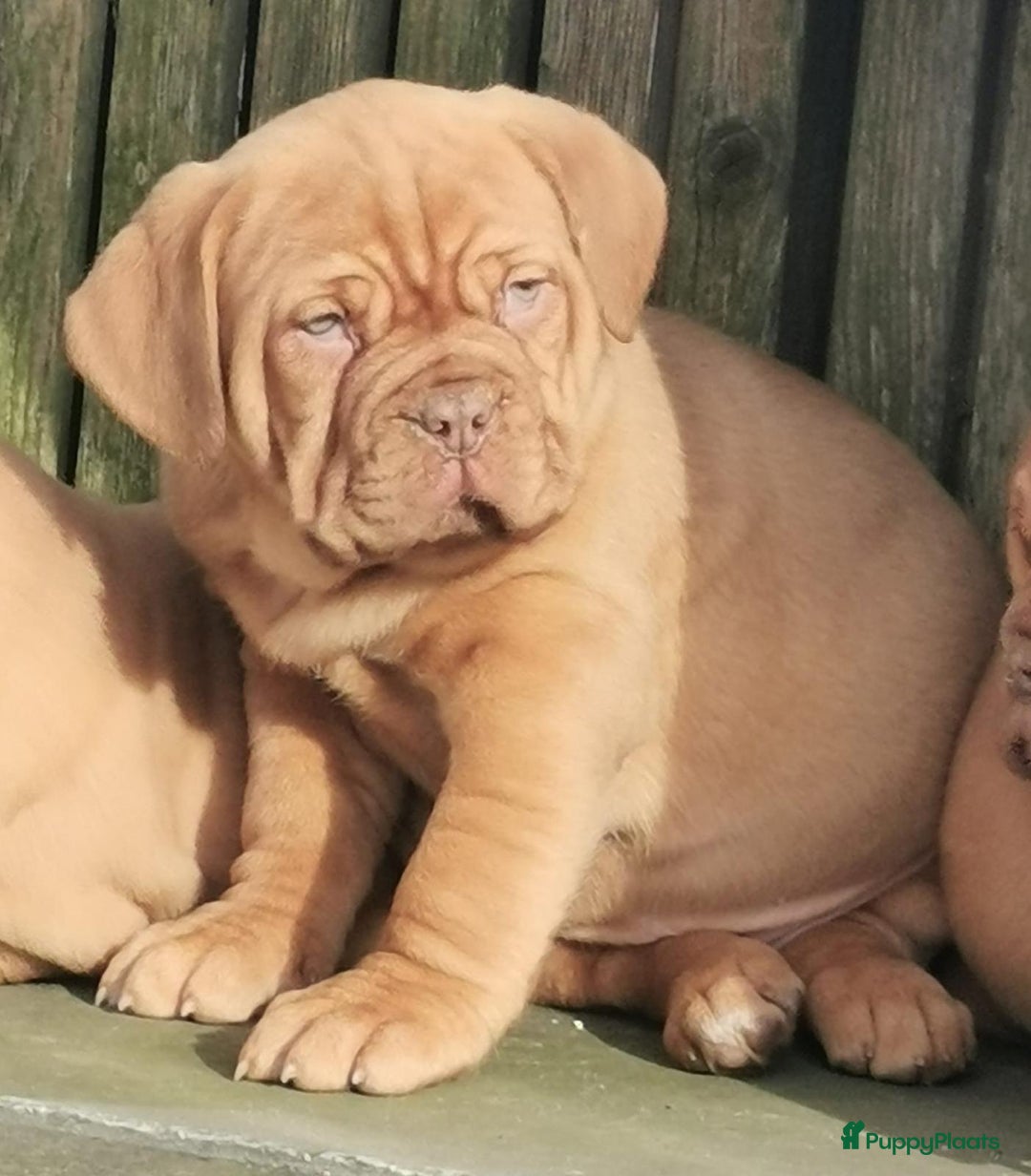 Bordeaux Dog honden te koop: Bordeaux dog Bordeauxdog pups  - Advertentie 4