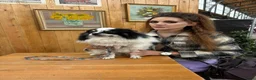 Pomeriaan honden ter dekking: Pomeriaan dekreu klaar voor de date - Advertentie 4