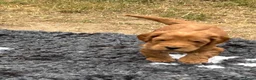 Australian Labradoodle honden te koop: Prachtige Australian labradoodle pups  - Advertentie 8