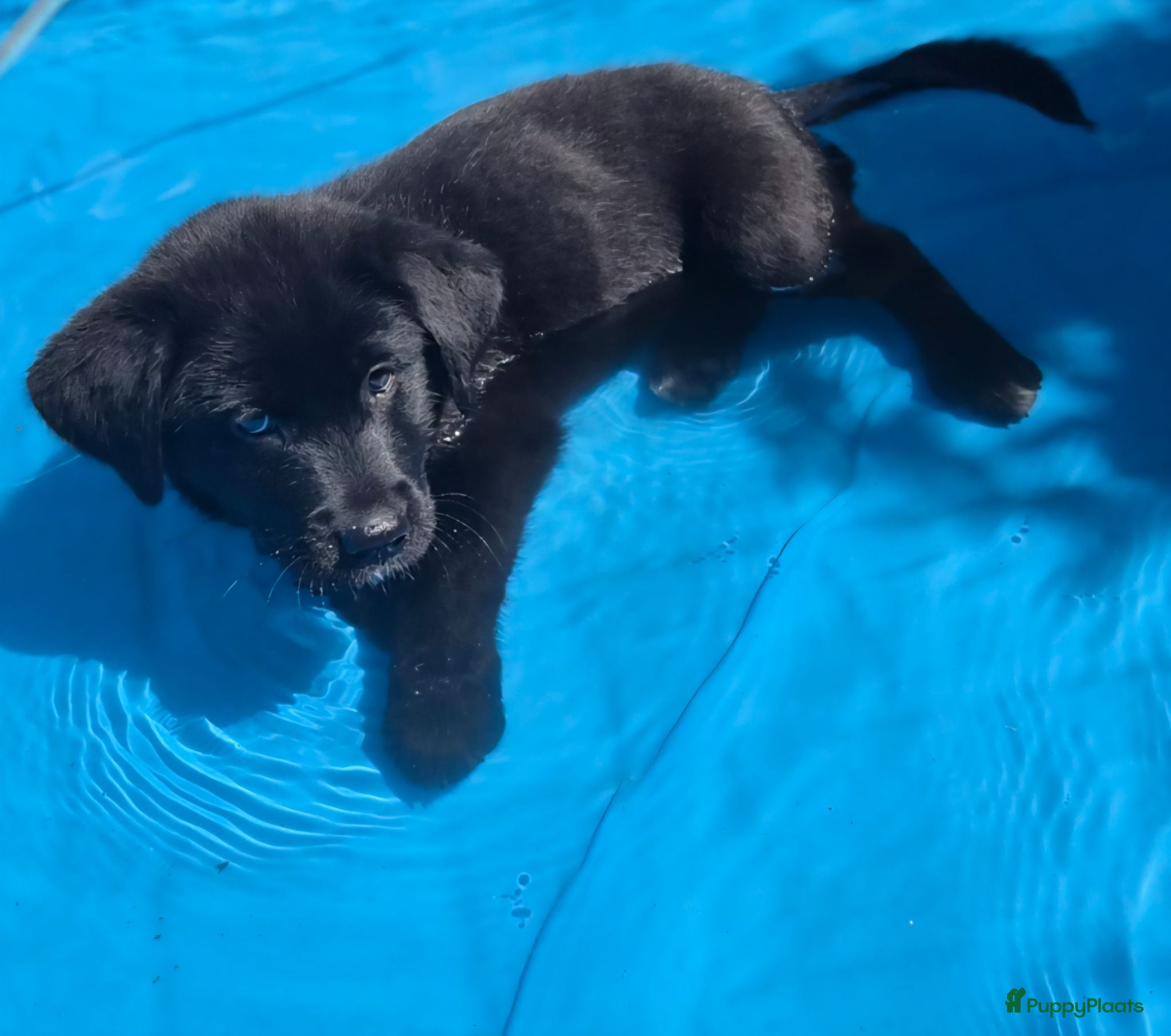 Kruising honden Labrador x akita inu pups (mogen verhuizen) - Advertentie 14