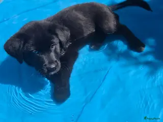 Kruising honden Labrador x akita inu pups (mogen verhuizen) - Advertentie 14