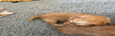 Het warme abrikooskleurige mannetje 