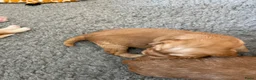 Kruising honden te koop: Prachtige Tolling Retriever Labradoodle pups - Advertentie 6