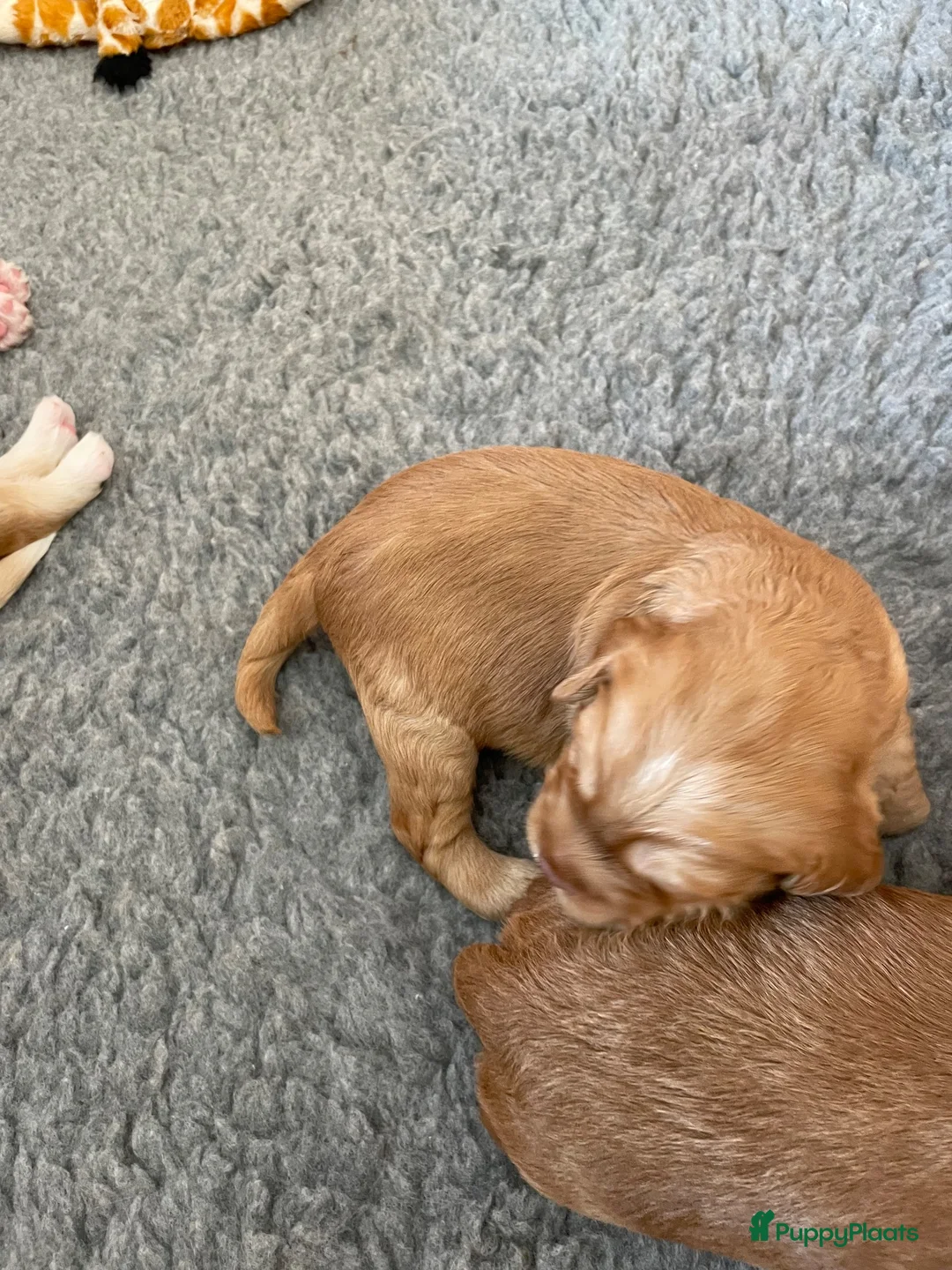 Kruising honden te koop: Prachtige Tolling Retriever Labradoodle pups - Advertentie 6