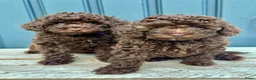 Poedel Toy honden te koop: Knappe choco toy poedel teefjes  - Advertentie 1