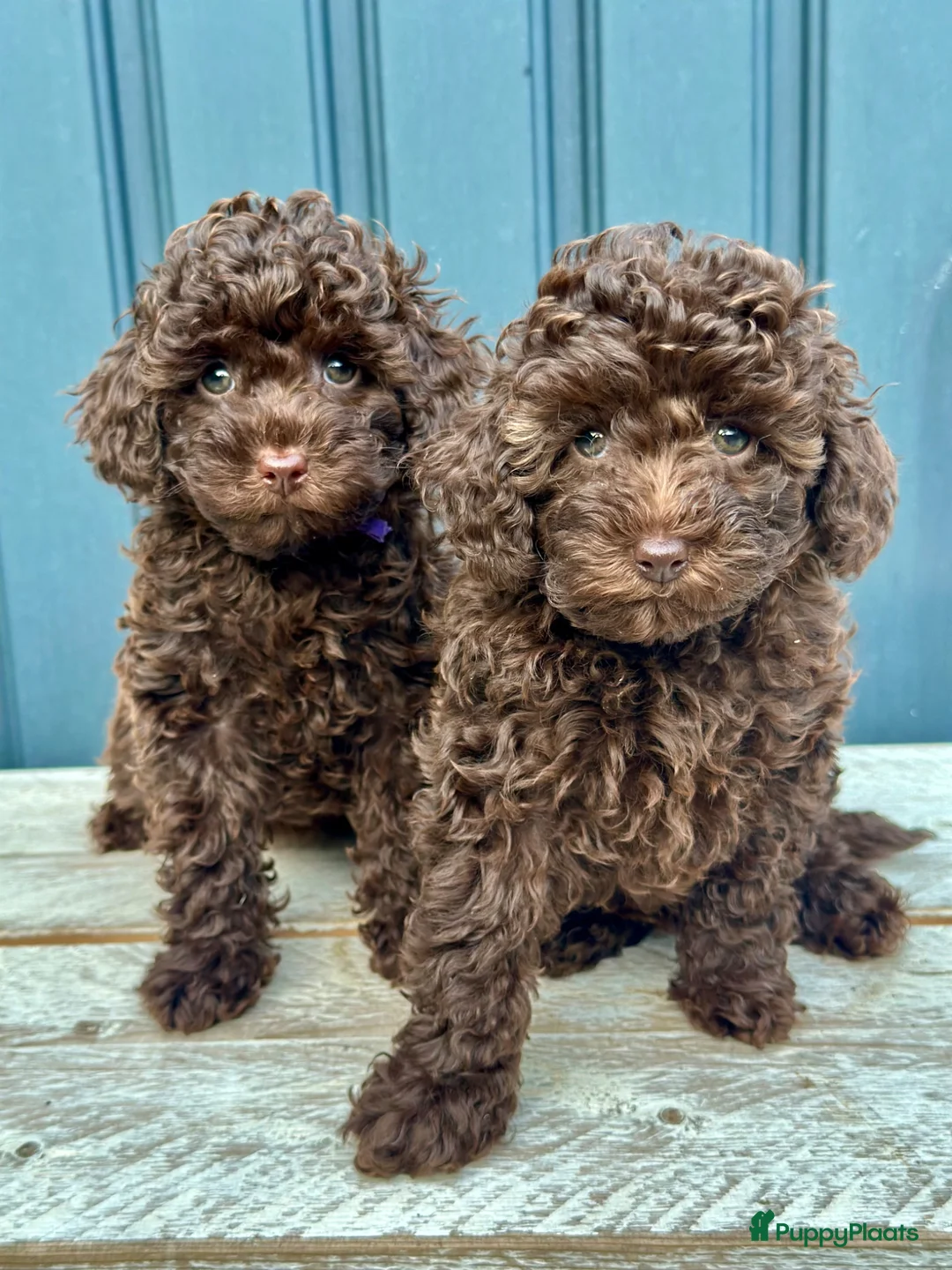 Poedel Toy honden te koop: Knappe choco toy poedel teefjes  - Advertentie 1