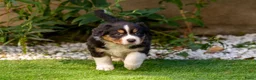 Australian Shepherd honden te koop: Nog 2 Australian Shepherd reutjes beschikbaar - Advertentie 6