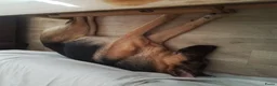Duitse Herder honden te koop: Duitse herder reu in Zoetermeer - Advertentie 4