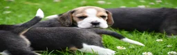 Beagle honden te koop: Prachtige Beagle pups  - Advertentie 18