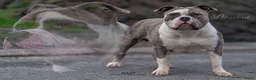 Amerikaanse Bully honden ter dekking: American Bully XL Dekreu  - Advertentie 4