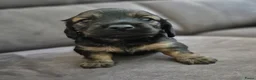 Teckel (langhaar) honden te koop: Dwergteckel laanghaar pups - Advertentie 6