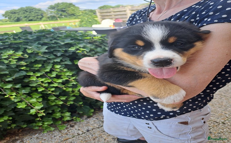 Grote Zwitserse Sennenhond honden - Advertentie 14