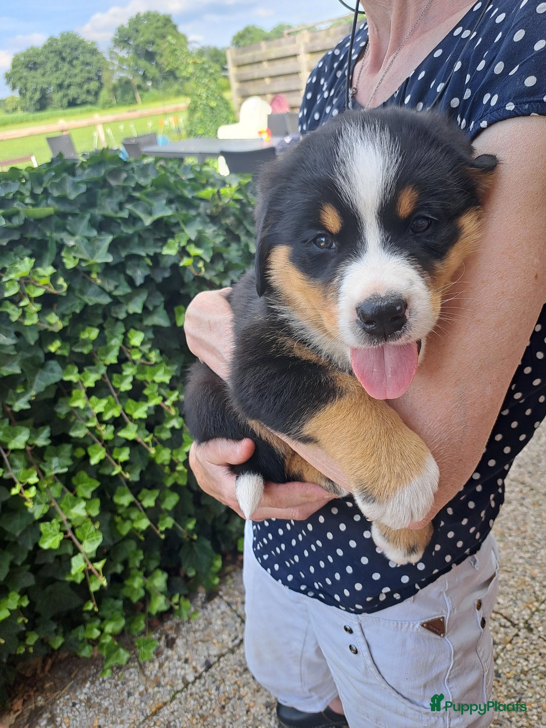 Grote Zwitserse Sennenhond honden te koop: Mooie zwitserse de/Bennensenner - Afbeelding 1