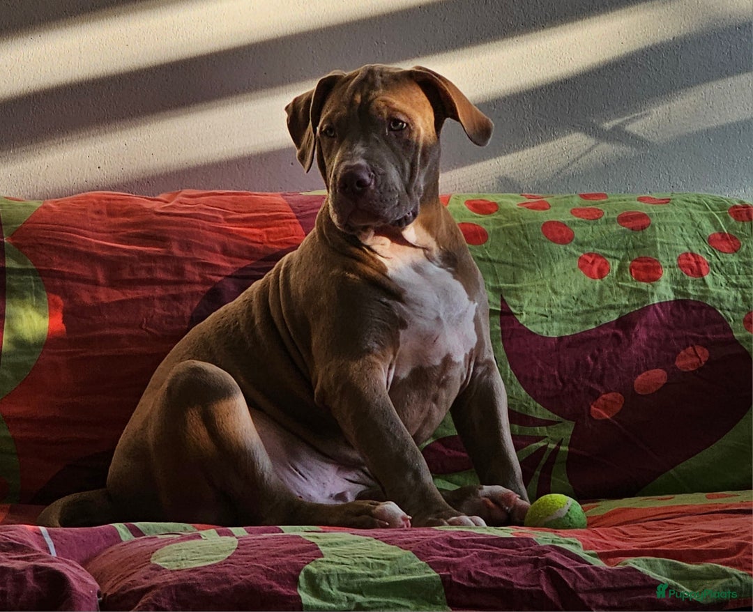 Amerikaanse Bully honden te koop: Amerikaanse Bully XL-Reu  - Afbeelding 2