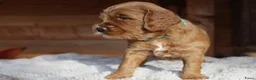 Australian Labradoodle honden te koop: Prachtige Australian Labradoodle pups in Velp - Advertentie 21