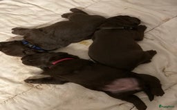 Labrador Retriever honden te koop: Labrador  in Heesch - Afbeelding 1