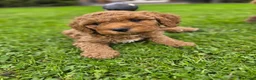 Labradoodle honden te koop: Labradoodle puppie's prachtige kleuren. - Advertentie 3