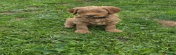 Kruising honden te koop: Labradoodle  in Boskoop - Advertentie 5