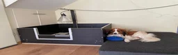Kooikerhondje honden te koop: Raszuivere Kooikerpup reu. - Advertentie 28
