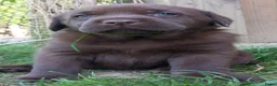Labrador Retriever honden te koop: Raszuivere chocolade labrador retrievers  in Maastricht - Advertentie 13