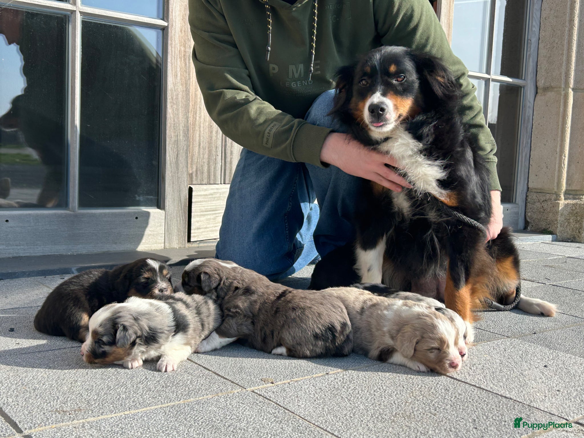 Australian Shepherd honden Miniature American shepherd pupjes  - Advertentie 2