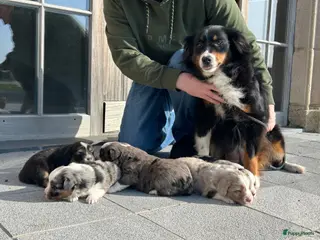 Australian Shepherd honden Miniature American shepherd pupjes - Advertentie 2