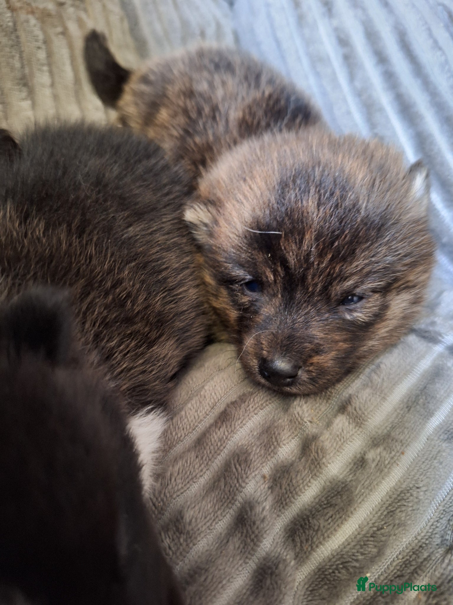 Pomsky honden te koop: Mars 💙 F1b pomsky reutje - Advertentie 8