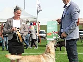 Labrador Retriever honden Super blonde labrador staat er dekking - Advertentie 1