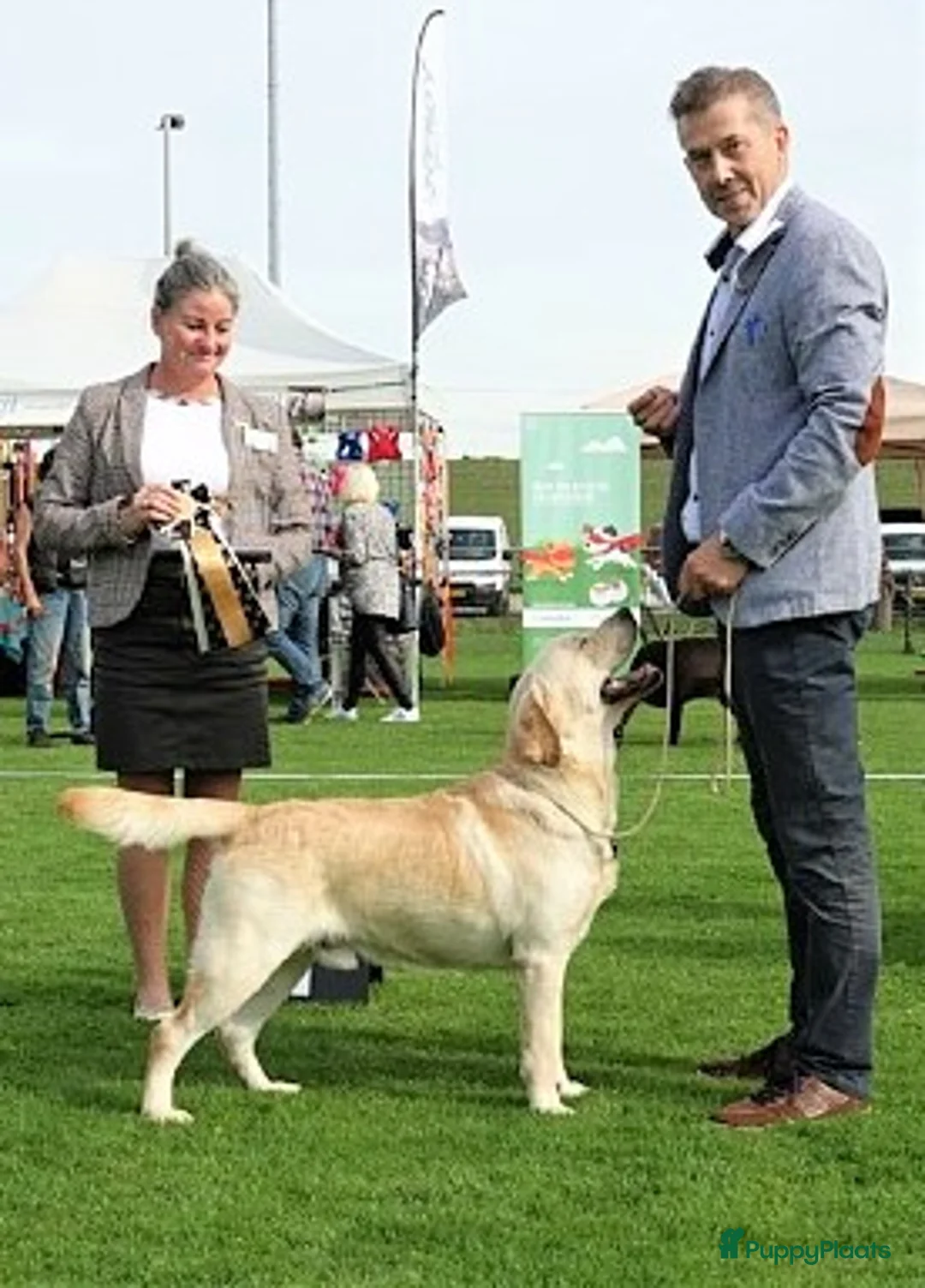 Labrador Retriever honden ter dekking: Super blonde labrador staat er dekking - Advertentie 1