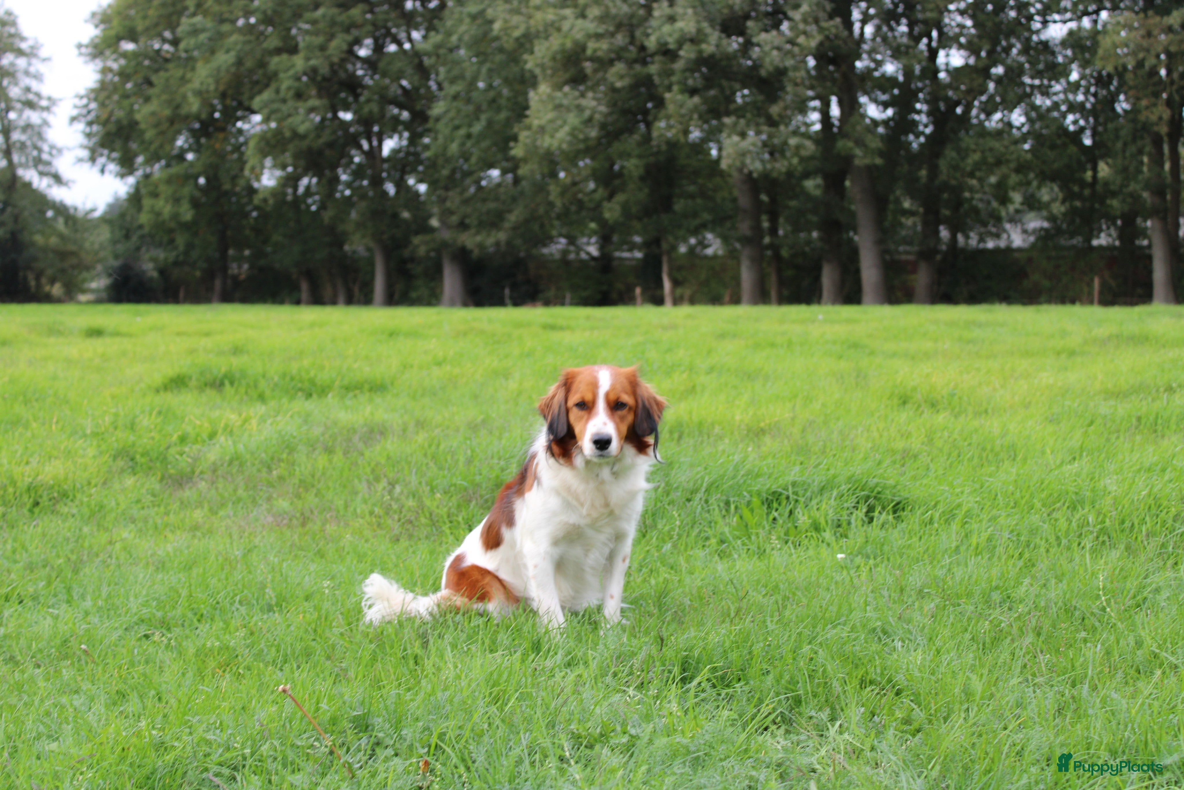 Kooikerhondje honden Schitterende kooikerpups - Advertentie 2