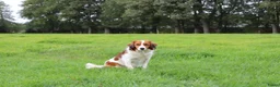 Kooikerhondje honden te koop: Schitterende kooikerpups - Advertentie 2