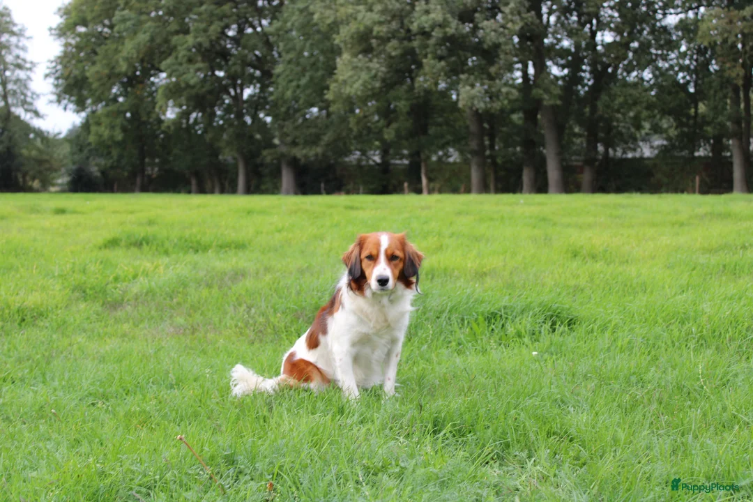 Kooikerhondje honden te koop: Schitterende kooikerpups - Advertentie 2