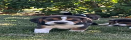 Beagle honden te koop: prachtige beagle pups - Advertentie 5