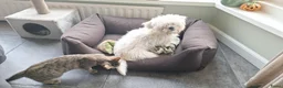Maltezer honden te koop: Maltezer reutje. Rasecht. 1 jaar - Advertentie 9