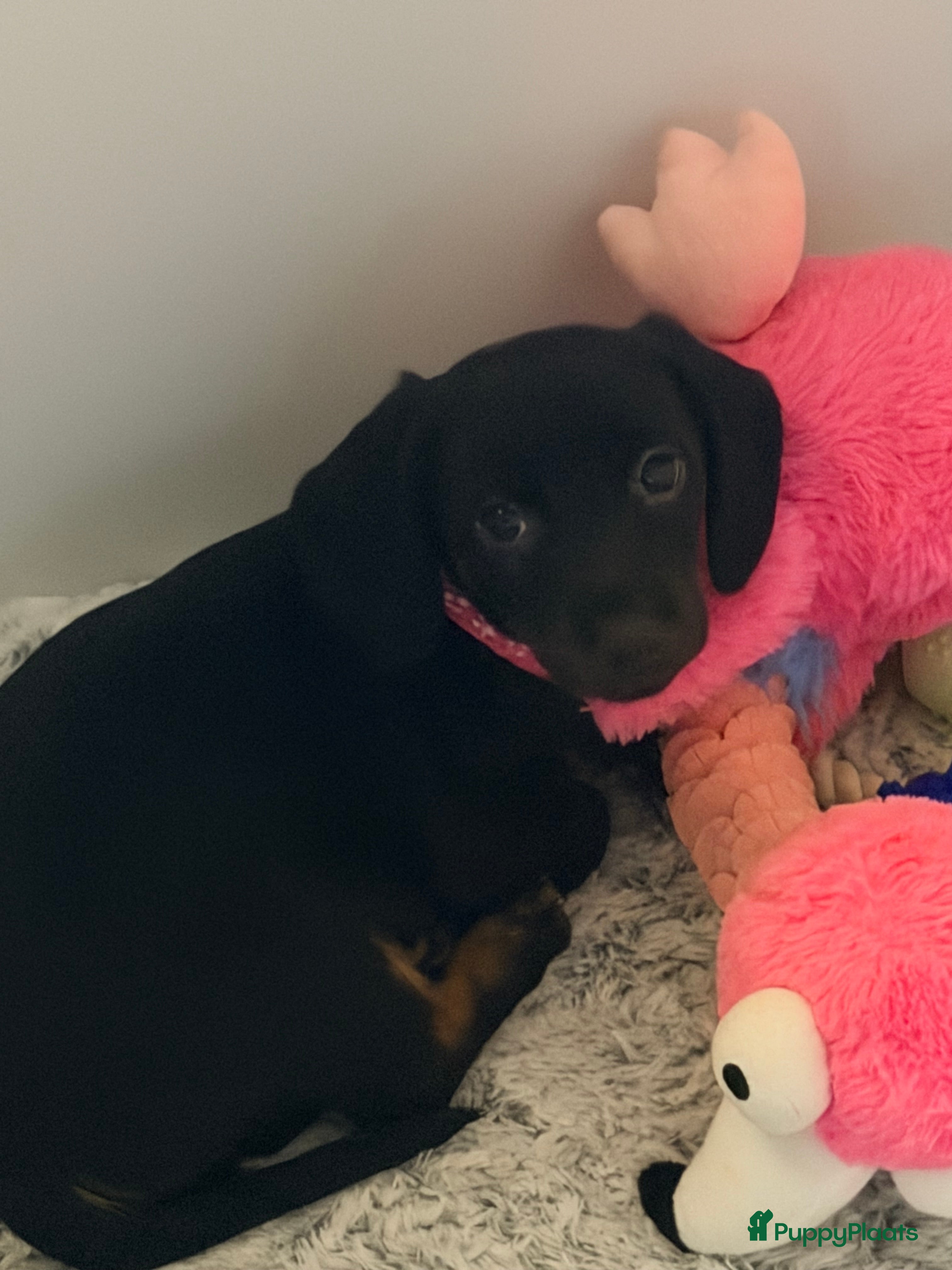 Teckel (korthaar)  honden Teckel pups - Advertentie 1