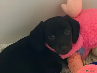 Teckel (korthaar) honden Teckel pups - Advertentie 8