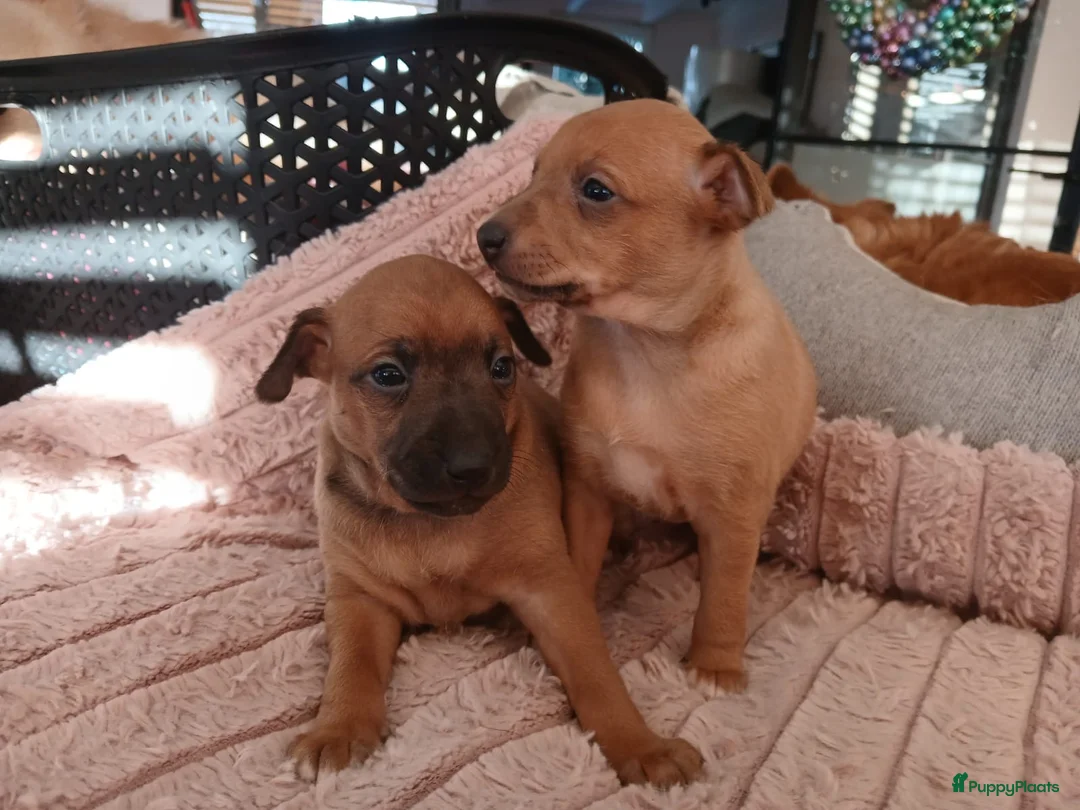 Italiaans Windhondje honden te koop: Italiaanse windhondjes zoeken gouden mandje - Advertentie 3