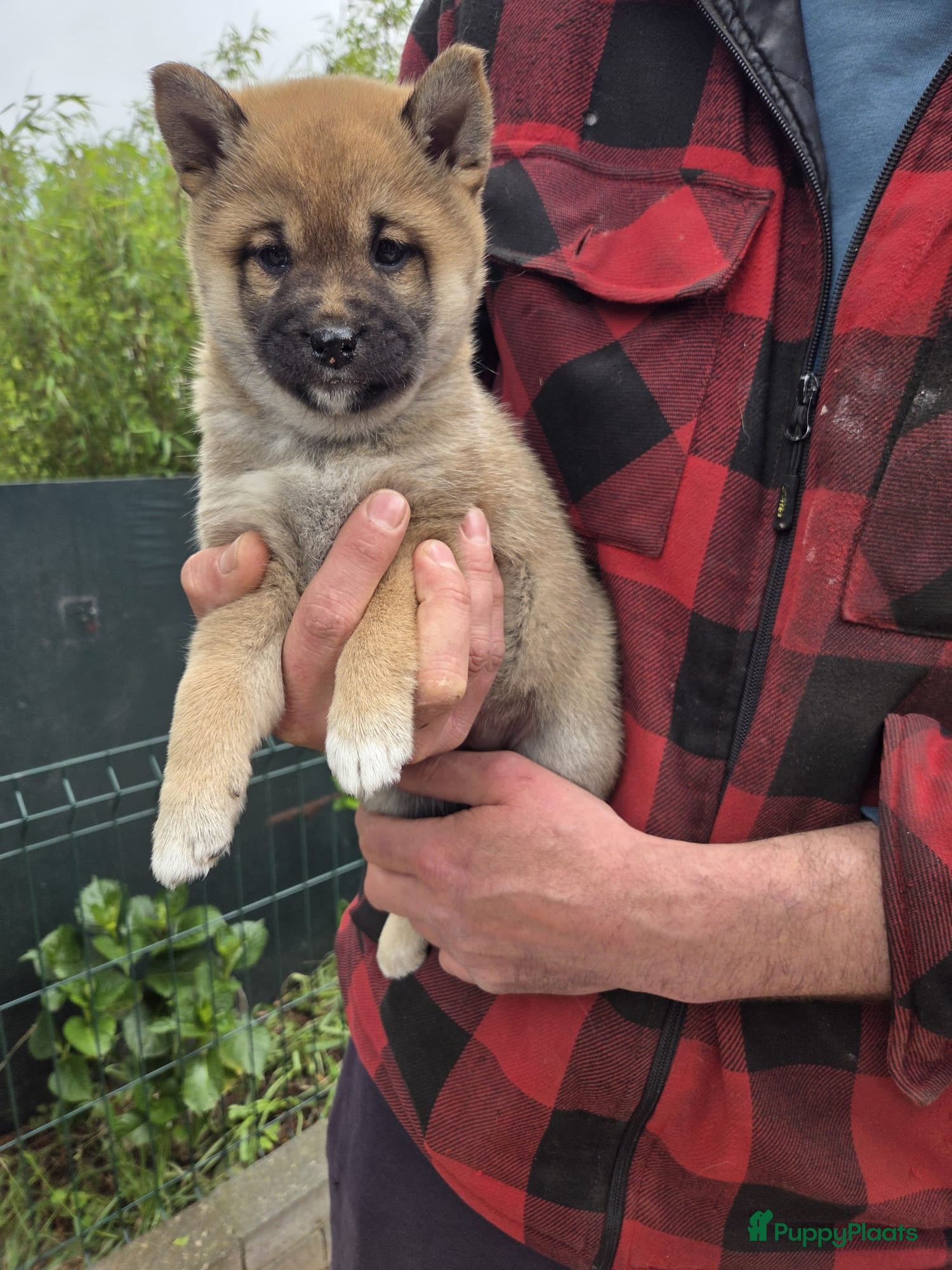 Shiba honden Shiba Inu pups beschikbaar  - Advertentie 1
