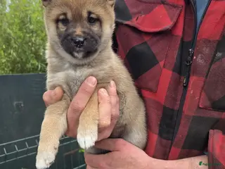 Shiba honden Shiba Inu pups (nog 1 teefje beschikbaar) - Advertentie 4