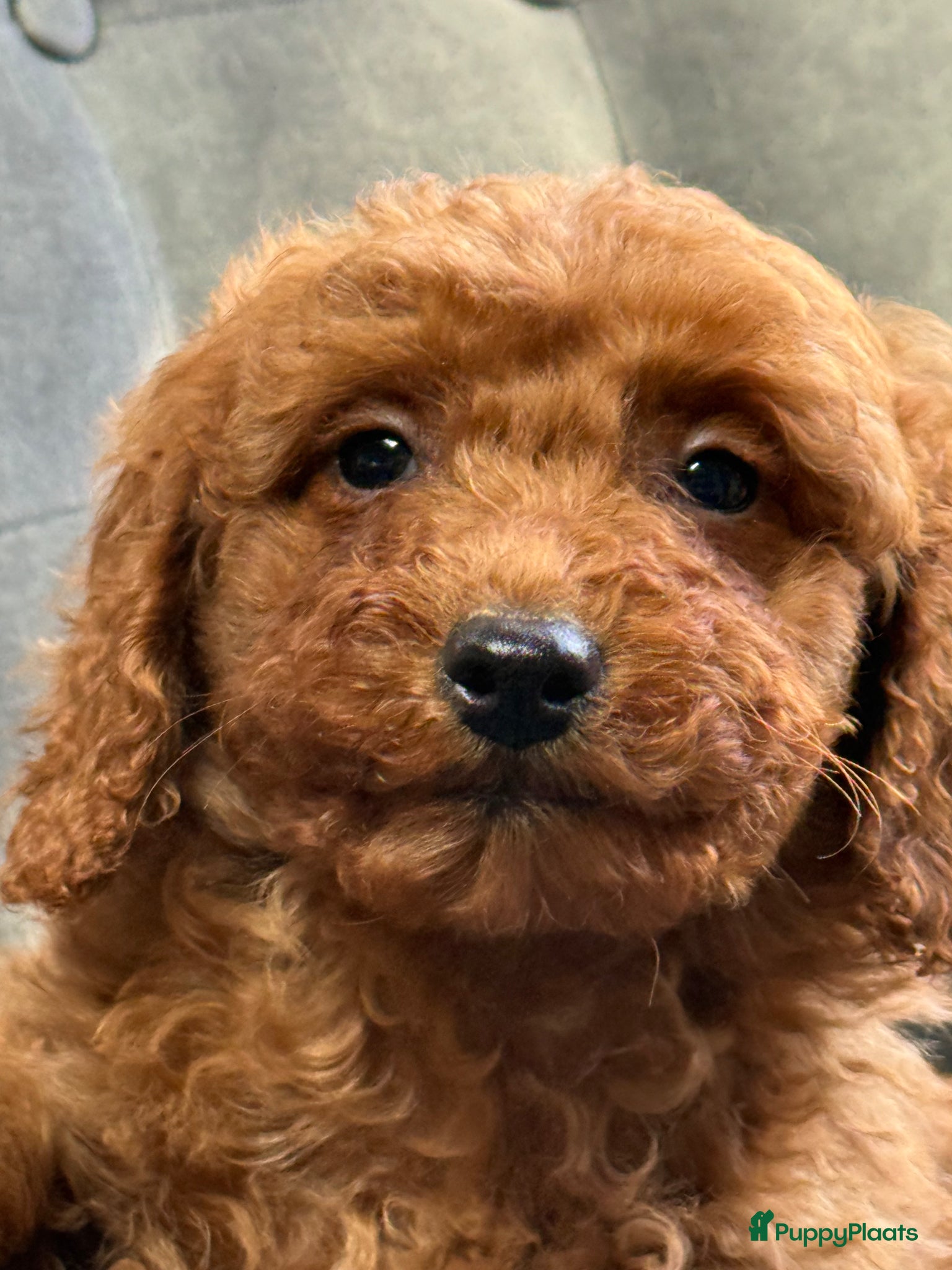 Labradoodle honden Labradoodle mini  - Advertentie 2