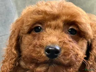 Labradoodle honden Labradoodle mini - Advertentie 2