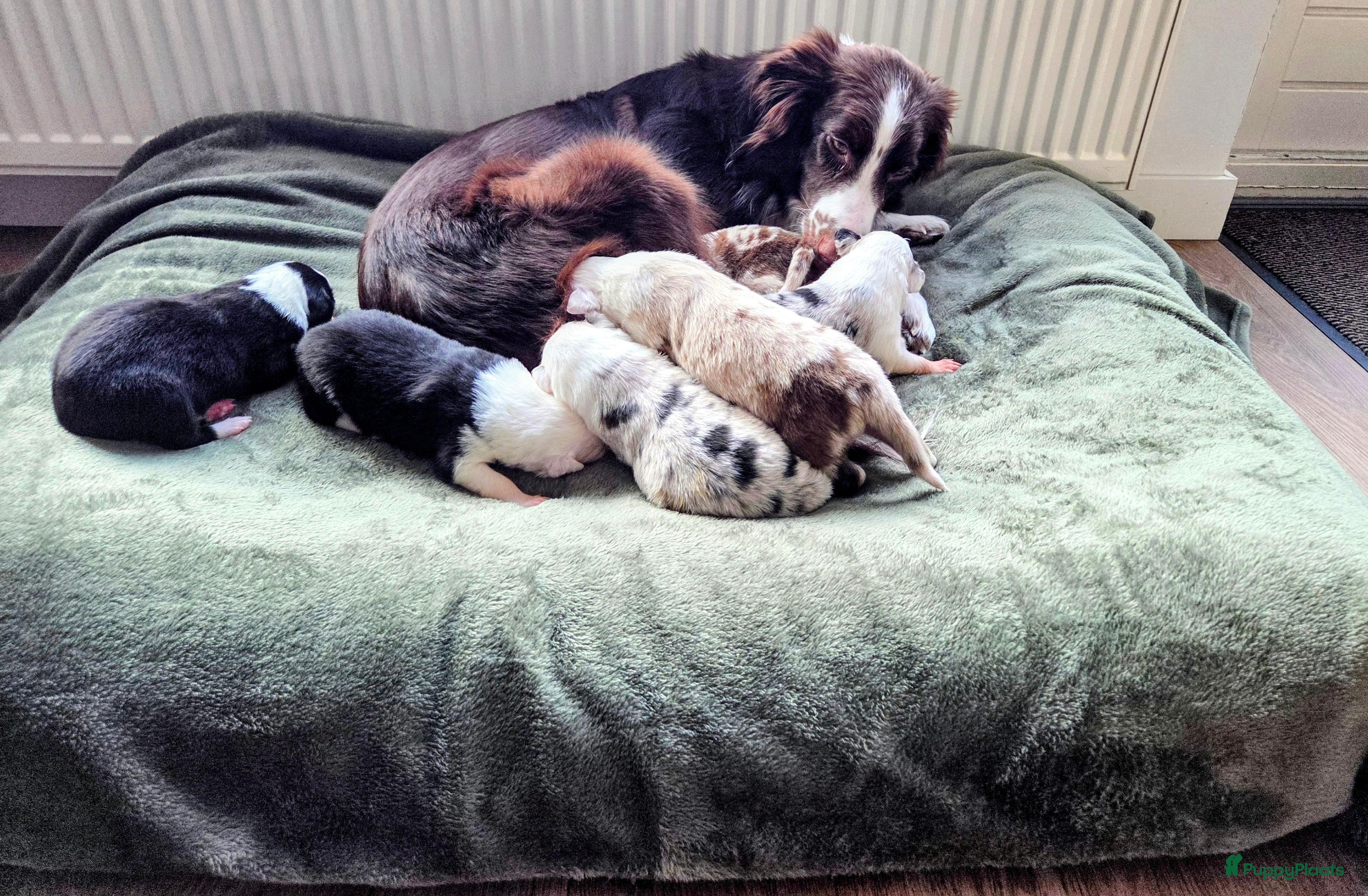 Border Collie honden Bordercollie pups te koop - Advertentie 5