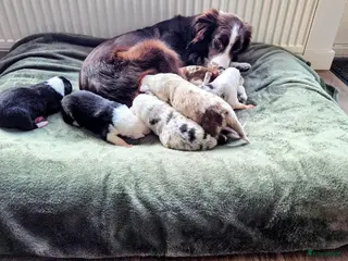 Border Collie honden Bordercollie pups te koop - Advertentie 5