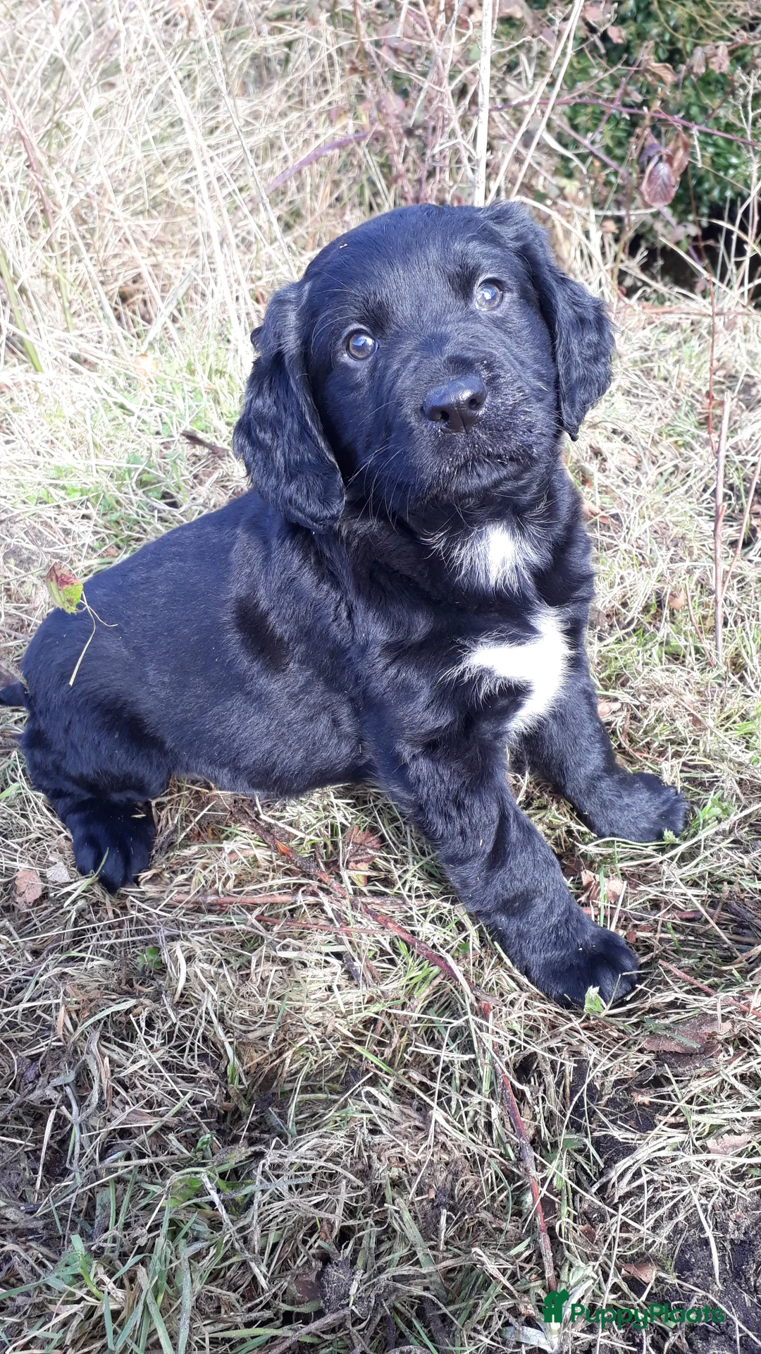 Kruising honden te koop: Enthousiaste Labrador X Friese Stabij pups - Advertentie 13