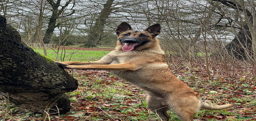 Galerij afbeelding {{count}}