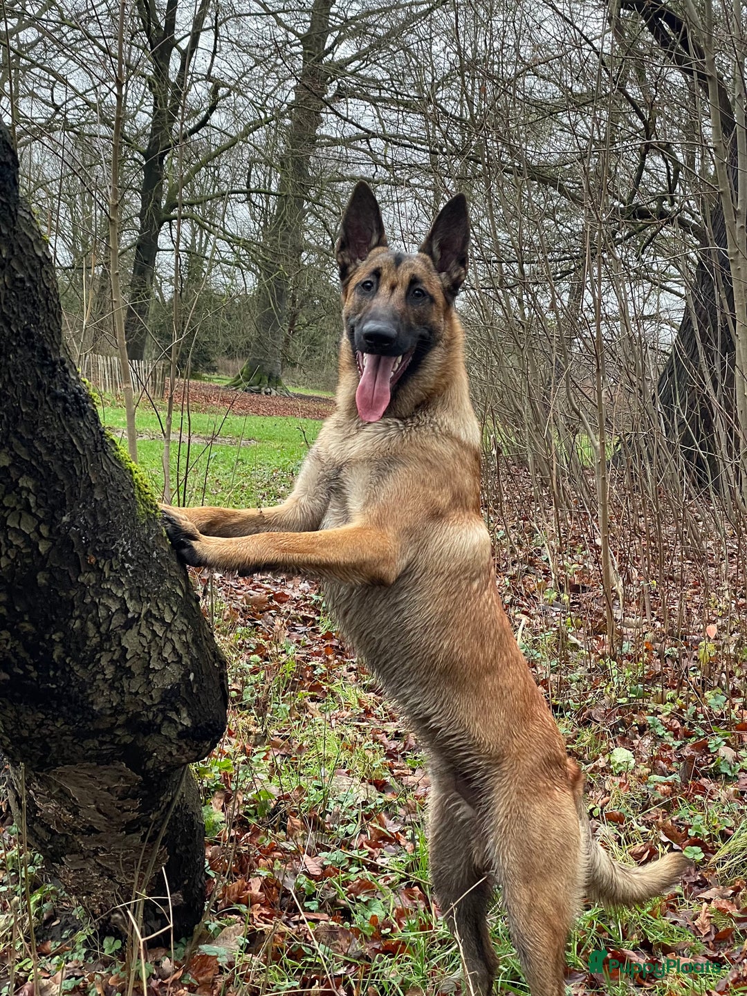 Galerij afbeelding {{count}}