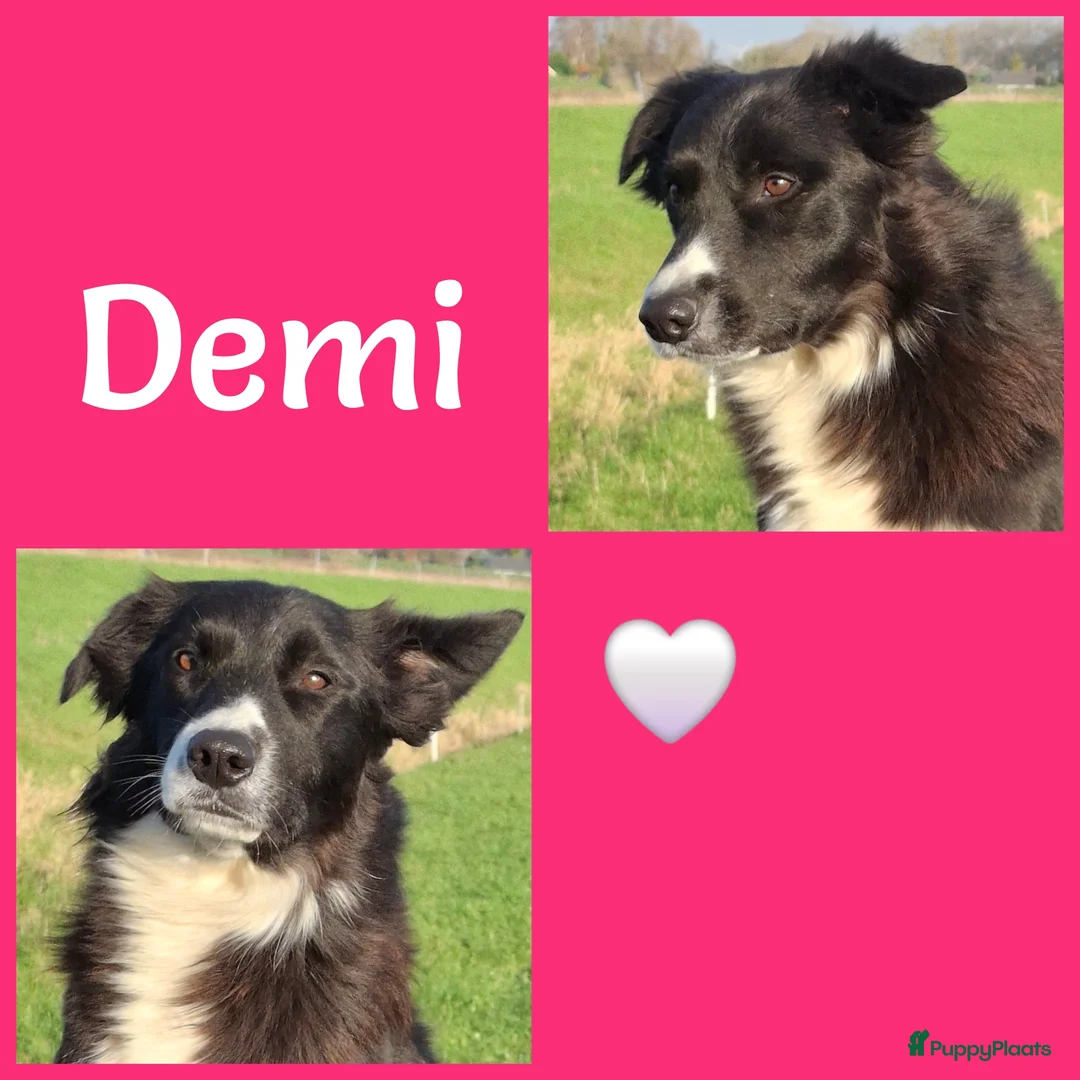 Border Collie honden te koop: Lieve border collie pups - Advertentie 13