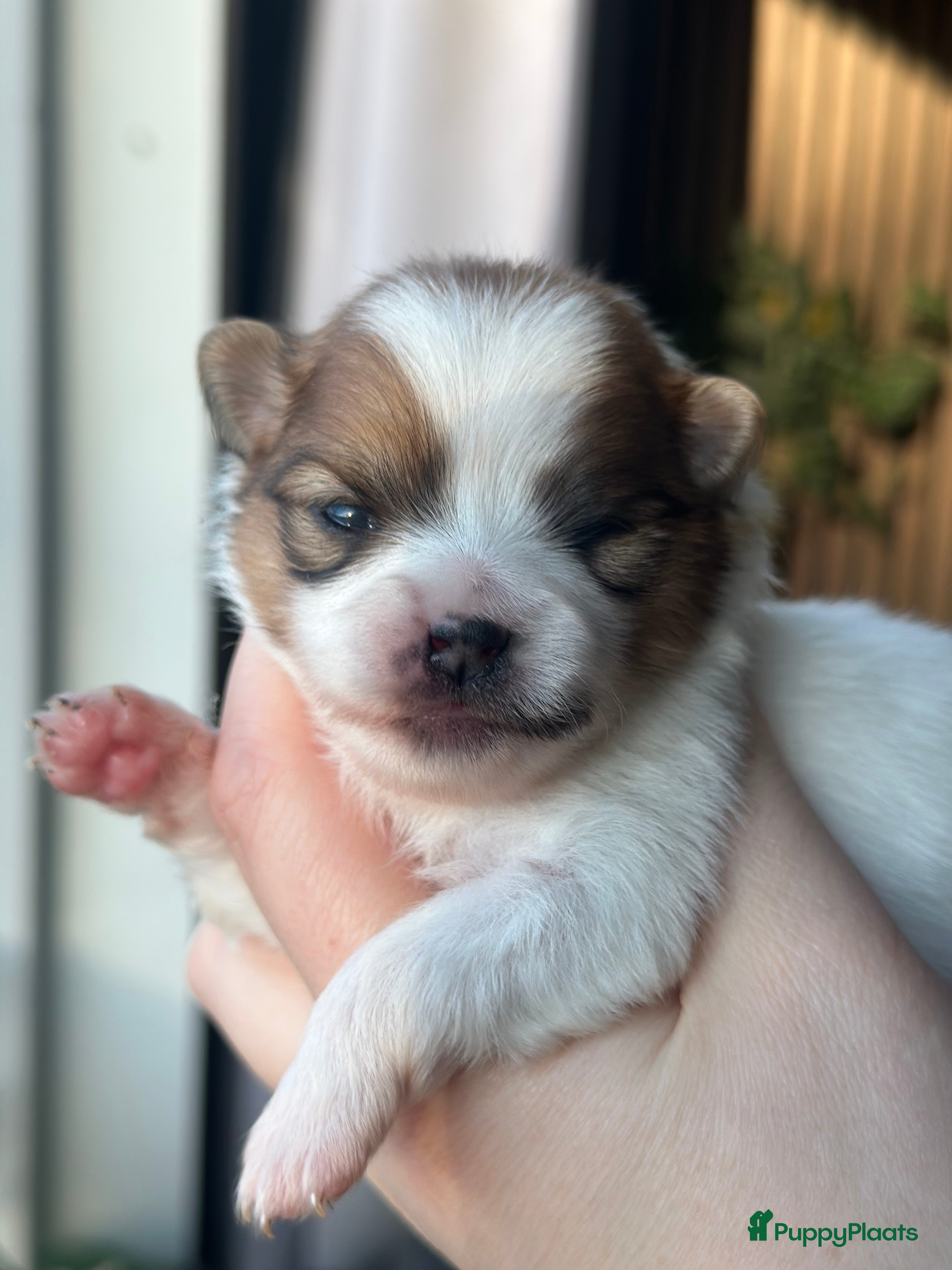 Pomeriaan honden Pomeriaan parti colour teefje geboren 23-12-2025 - Advertentie 4