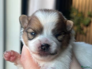 Pomeriaan honden Pomeriaan parti colour teefje geboren 23-12-2025 - Advertentie 4