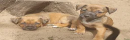 Jack Russel Terriër honden te koop: Lieve Jack Russell pups zoeken een liefdevol thuis - Advertentie 13
